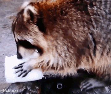 17542919976191.gif