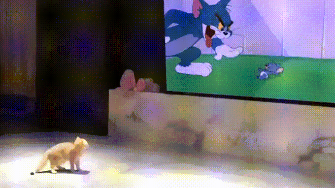 17564314375472.gif