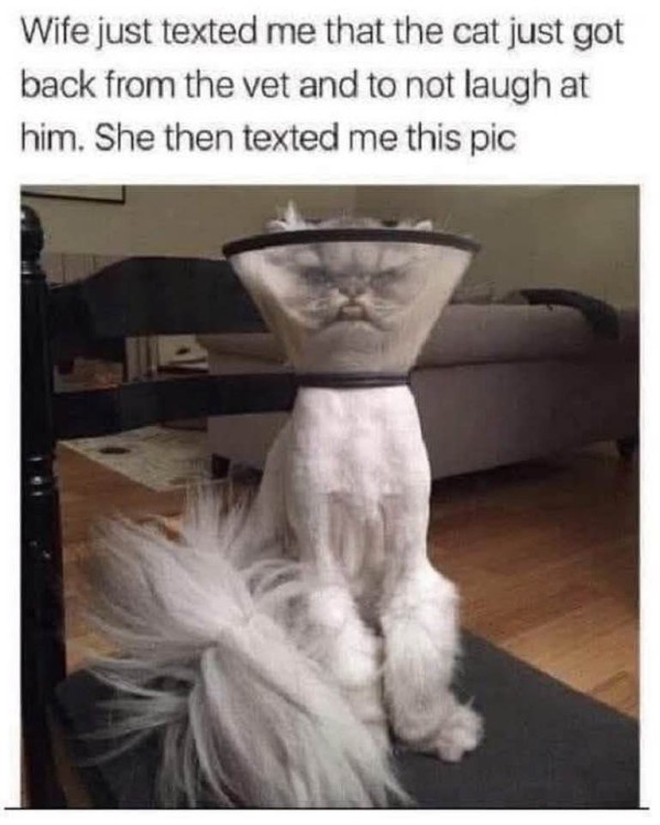 1755231322138.jpg