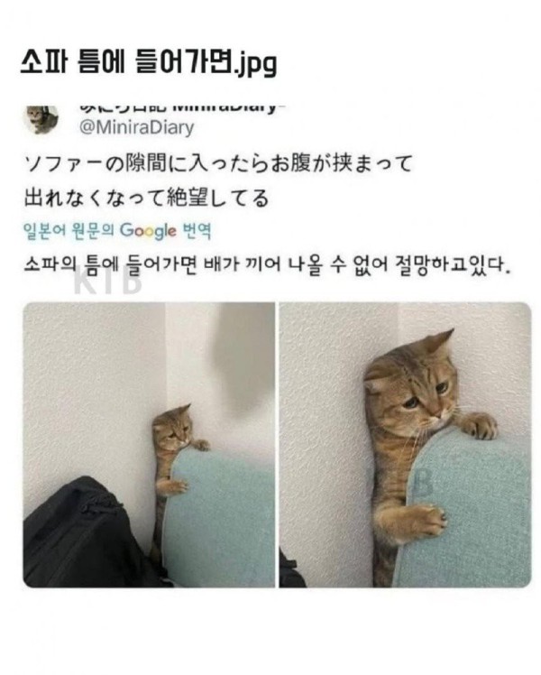 17564316847338.jpg