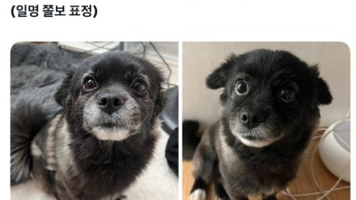 강아지 만져줘요 신호...jpg